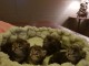 Magnifiques chatons Sibériens