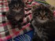 Magnifiques chatons Sibériens