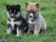 MAGNIFIQUES CHIOTS POMSKY