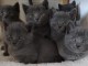 MAGNIFIQUES CHATON CHARTREUX