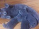 MAGNIFIQUES CHATON CHARTREUX
