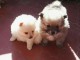 Chiots Spitz Allemand Nain