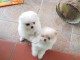 Chiots Spitz Allemand Nain