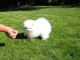 Adorable petit chiot spitz nain contre bon soins