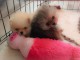 Chiots Spitz Allemand Nain