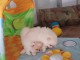 Chiots Spitz Allemand Nain