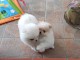 Chiots Spitz Allemand Nain