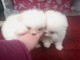 Chiots Spitz Allemand Nain