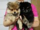 Chiots Spitz Allemand Nain