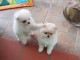 Chiots Spitz Allemand Nain