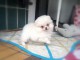 Chiots Spitz Allemand Nain