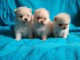 Chiots Spitz Allemand Nain