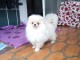 Chiots Spitz Allemand Nain