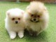 Chiots Spitz Nain disponibles de suite