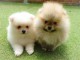 Chiots Spitz Nain disponibles de suite