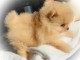 Chiots Spitz Nain disponibles de suite