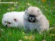 Chiots Spitz Nain disponibles de suite