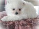 Chiots Spitz Nain disponibles de suite