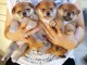 Chiots de race Shiba Inu disponibles de suite