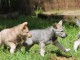 Chiots de race Shiba Inu disponibles de suite