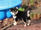 Chiots de race Shiba Inu disponibles de suite