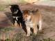 Chiots de race Shiba Inu disponibles de suite