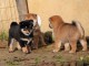 Chiots de race Shiba Inu disponibles de suite