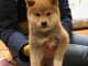 Chiots de race Shiba Inu disponibles de suite