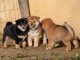 Chiots de race Shiba Inu disponibles de suite