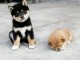 Chiots de race Shiba Inu disponibles de suite