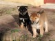 Chiots de race Shiba Inu disponibles de suite