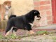 Chiots de race Shiba Inu disponibles de suite