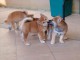 Chiots de race Shiba Inu disponibles de suite