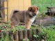 Chiots de race Shiba Inu disponibles de suite