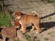 Chiots de race Shiba Inu disponibles de suite