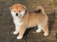 Chiots de race Shiba Inu disponibles de suite