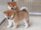 Chiots de race Shiba Inu disponibles de suite