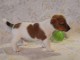 A donner : Chiot type Jack Russel mâle
