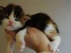 chatons maine coon à donner contre bons soins