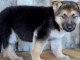 Chiot berger allemand à donner