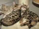 chatons Bengale disponible males et femelles