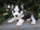 Husky de Siberien tout blanc et noir blanc 