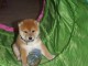 Chiot Shiba Inu males et femelle a donner