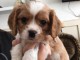 Cavalier King Charles Femelle A DONNER