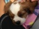 Cavalier King Charles Femelle A DONNER