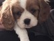 Cavalier King Charles Femelle A DONNER