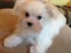 chiot Bichon pure race et magnifique