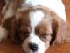 Cavalier King Charles Femelle A DONNER