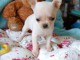 Magnifique  chihuahua disponible