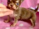 Magnifique  chihuahua disponible